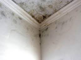 Best Mold Prevention Services  in Peotone, IL