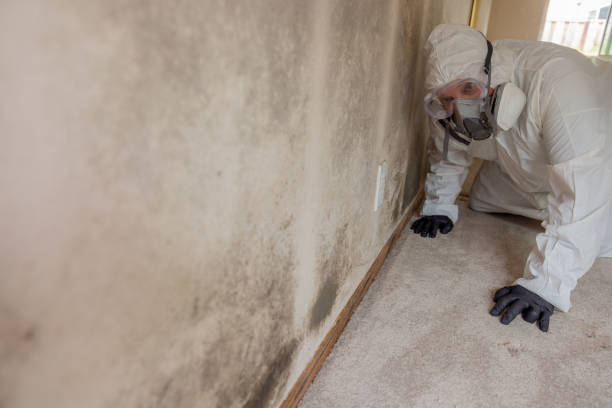 Best Emergency Mold Remediation  in Peotone, IL